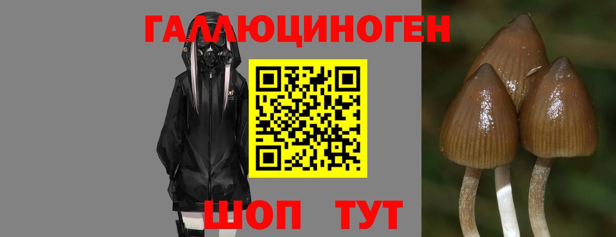 Ступино  Галлюциногенные грибы Psilocybine cubensis  Вход с VPN 